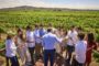 Casas del Bosque Winery Excursion